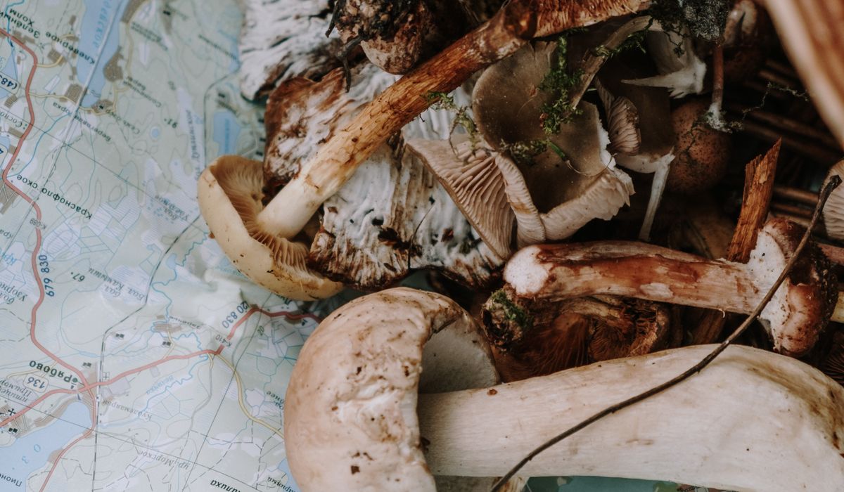 A Beginner's Guide to Foraging Wild Garlic