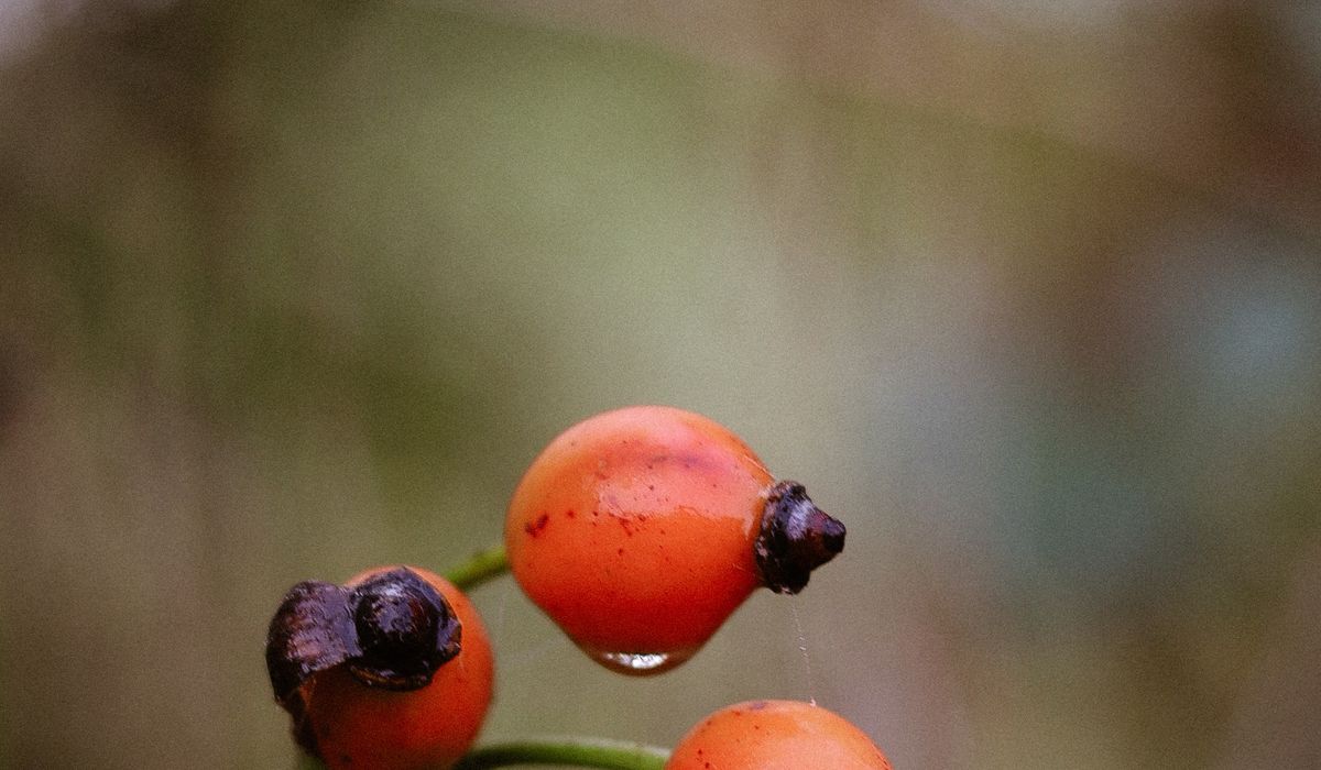 Growing Tomatoes in a British Summer