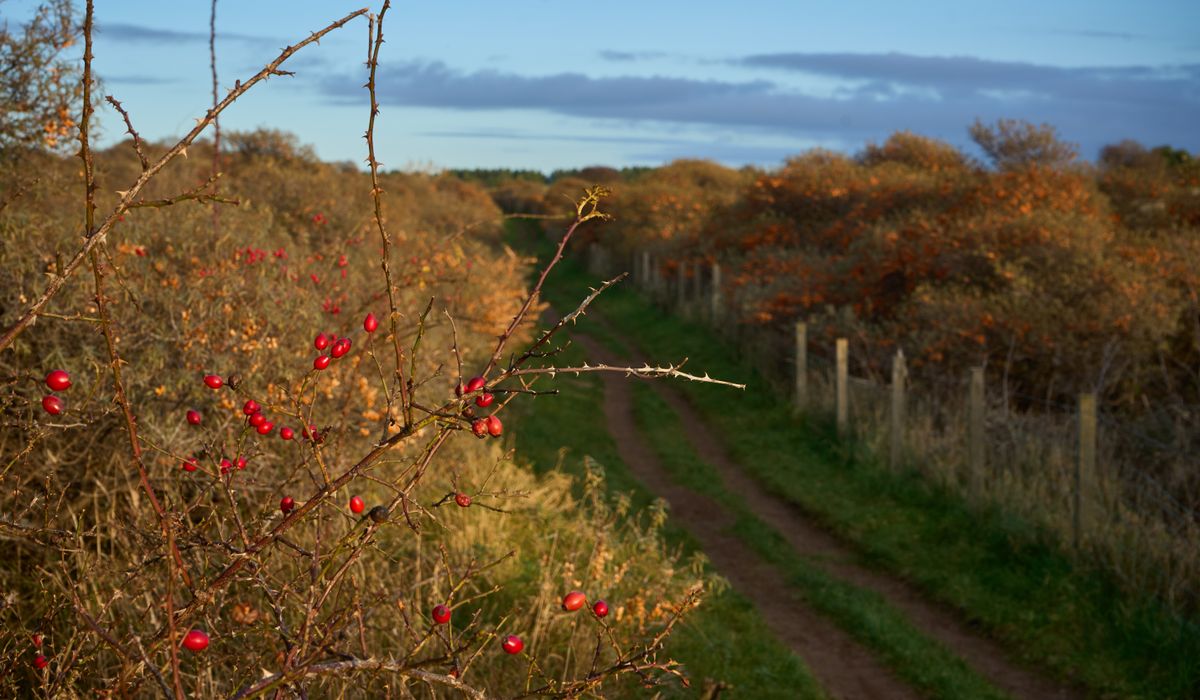 Identifying Common British Garden Birds in Winter