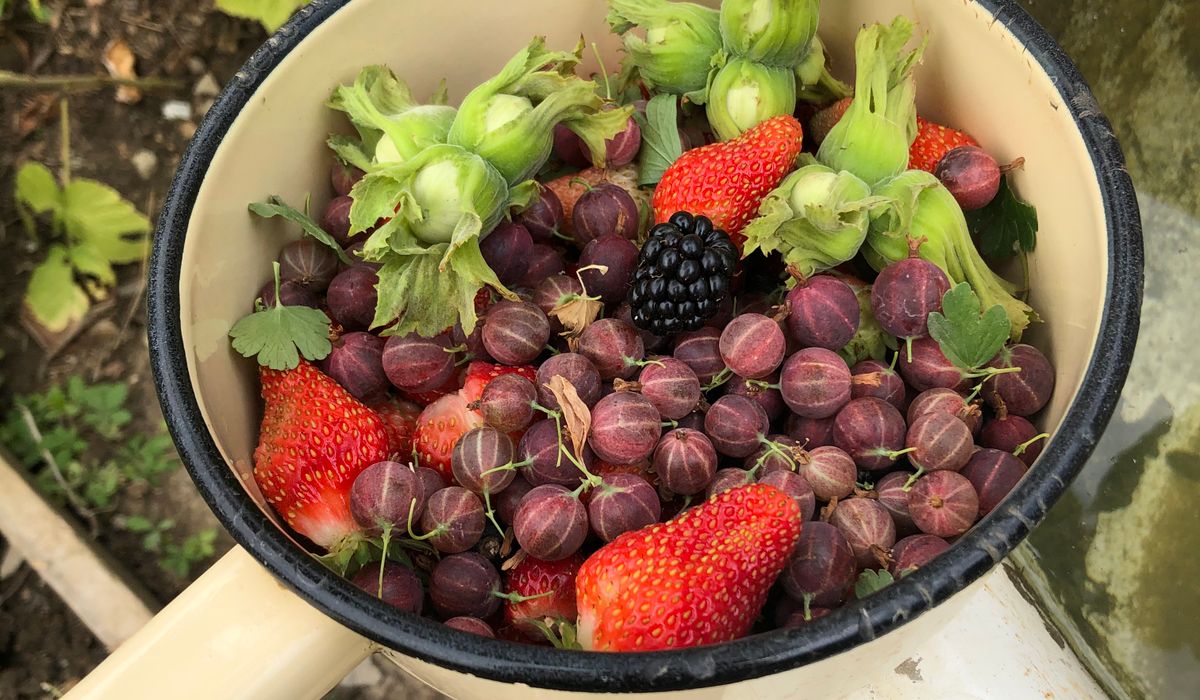 Making Natural Dyes from Garden Plants
