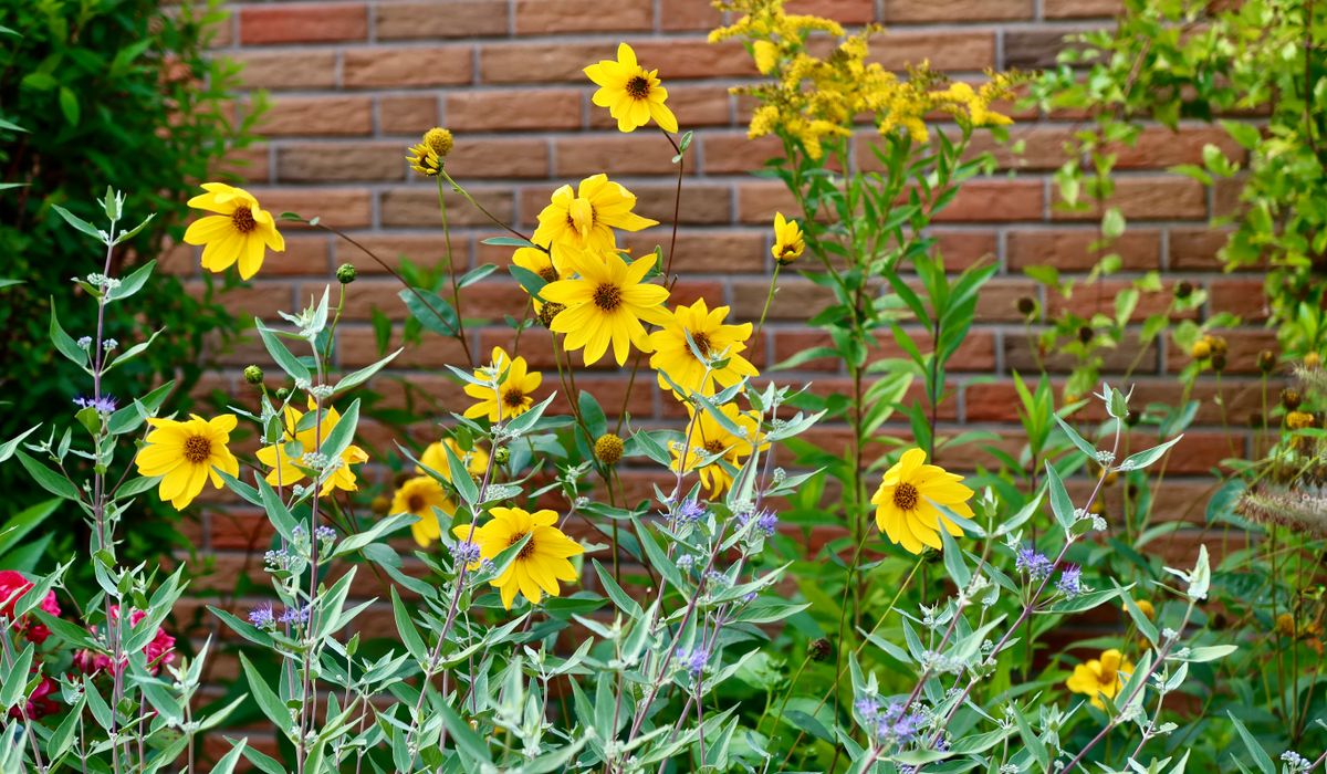 Planning a Low-Maintenance Cottage Garden Border
