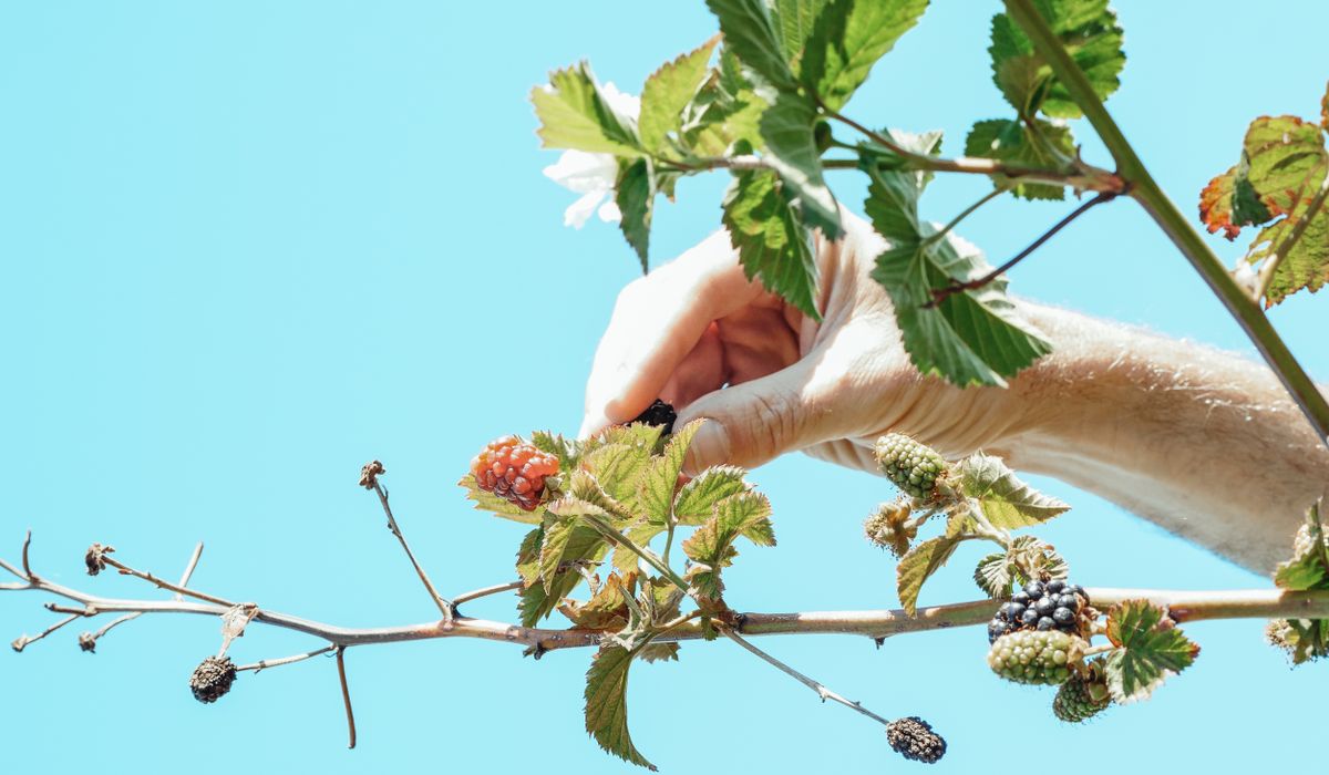 Reading the Seasons in a Country Hedgerow