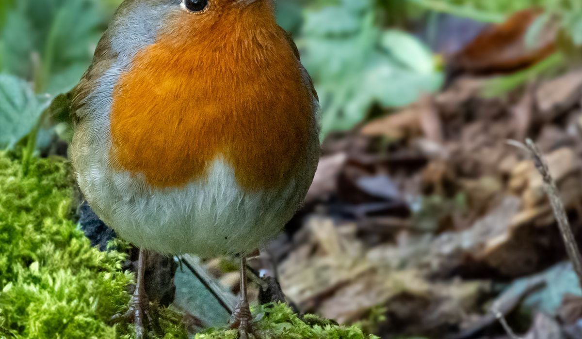 Recognising Edible Mushrooms in British Woodlands